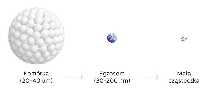 Wielkość egzosomów