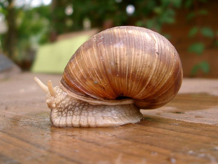 Ślimaki sprawią, że twoja skóra stanie się piękna 