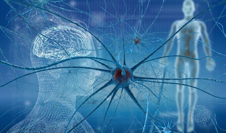 Neurosieć, połączenia neuronowe, neuroestetyka