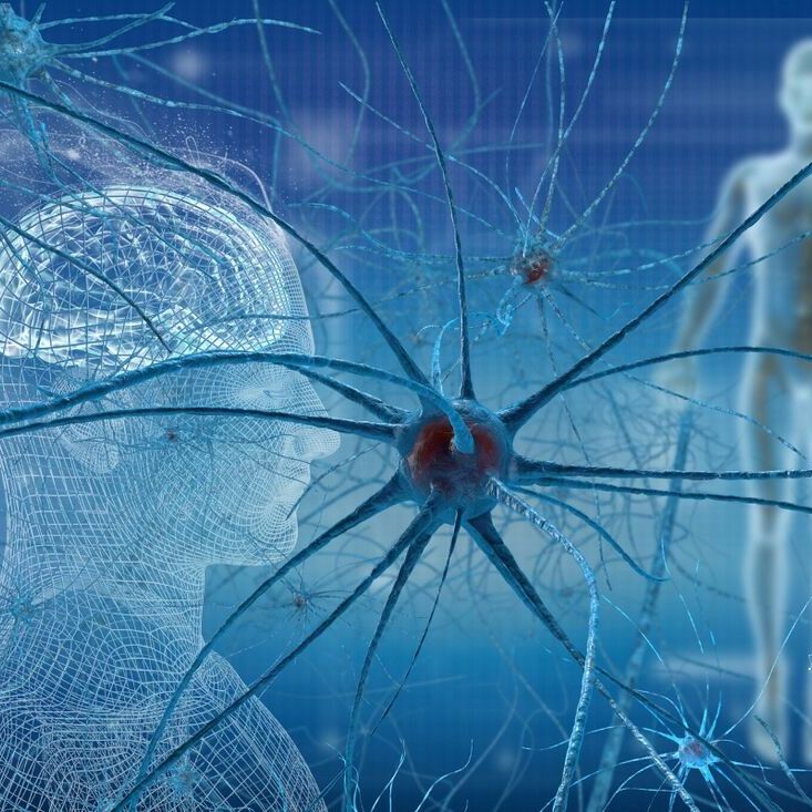 Neurosieć, połączenia neuronowe, neuroestetyka